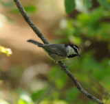 Mountain Chickadee