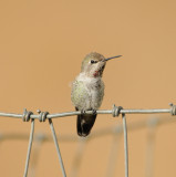 Annas Hummingbird imm male