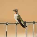 Annas Hummingbird imm male