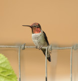 Annas Hummingbird male