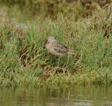 Short-billed Dowitcher