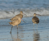 Marbled Godwits and Whimbrel