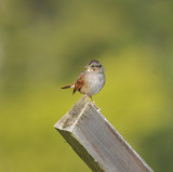 Swamp Sparrow, Stones River Battlefield, 9 Oct 12