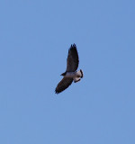 White-tailed Hawk_Cameron Co_1.JPG