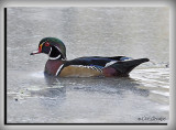 Male Wood Duck