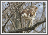 Kriders Red-tailed Hawk