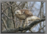 Kriders Red-tailed Hawk