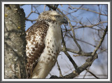 Kriders Red-tailed Hawk