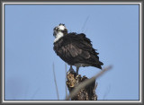 Osprey