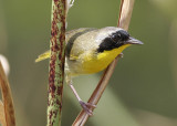 Common Yellowthroat