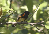 American Redstart