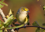 White-eyed Vireo