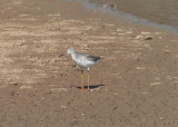 Greater Yellowlegs