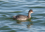 Eared Grebe