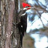 Pileated Woodpecker - Regional Park