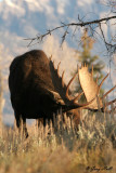 Bull Moose 15.jpg