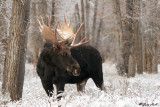 Bull Moose 19.jpg