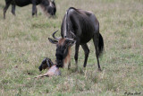Newborn Wildebeest - Ngorongoro Crater Tanzania 2.jpg