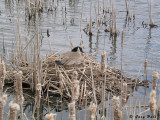 Canada Goose - Nesting_04-03-24_0.JPG
