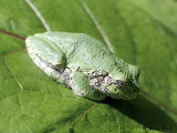 Gray Tree Frog_04-07-21_0.JPG