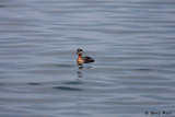 Horned Grebe_08-04-17_0.JPG