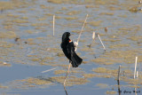 Red-Winged Blackbird_07-05-23_0.JPG