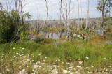 Malcolm Bluff Wetland Property - Peninsula 1.JPG