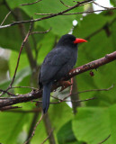 Black-fronted Nunbird