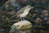 Clay-colored Robin