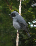 Black-throated Robin