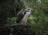 Philippine Eagle