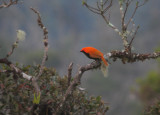 Crested Satinbird