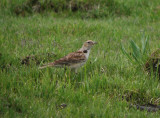 Tibetan Lark