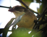 Pale-headed Brush-finch