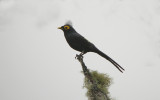 Apo Myna