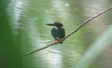 Silvery Kingfisher