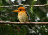 Yellow-billed Kingfisher