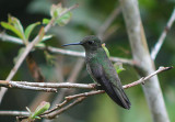 Sombre Hummingbird