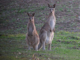 Eastern Grey Kangaroos (Eastern Australia)