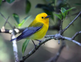 Prothonotary Warbler