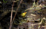 Cape May Warbler