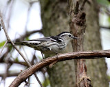Black-and-white Warbler (female)