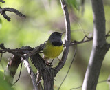 Mourning Warbler