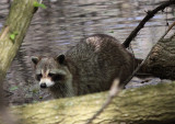 Raccoon (USA)