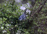 Cerulean Warbler