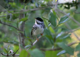 Blackpoll Warbler