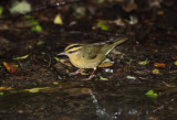 Worm-eating Warbler