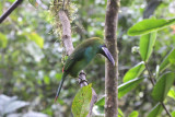 Crimson-rumped Toucanet