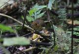 Ochre-breasted Antpitta