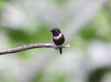 Purple-throated Woodstar